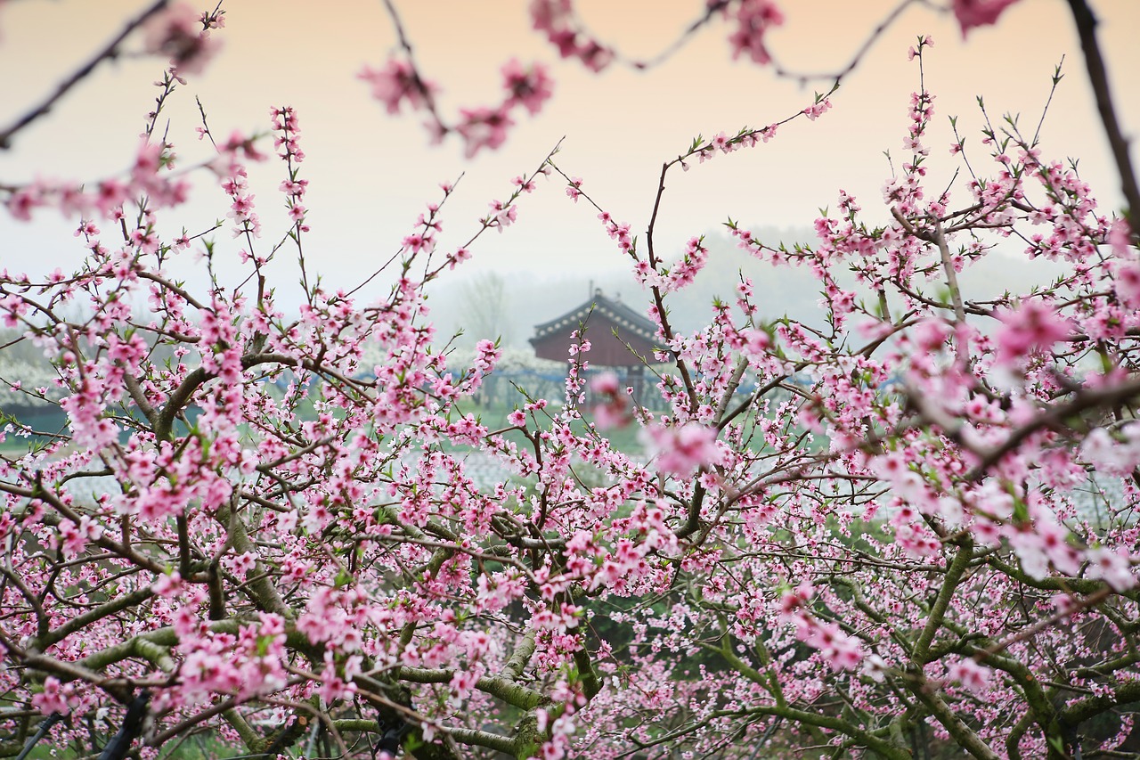peach blossom  landscape  spring free photo
