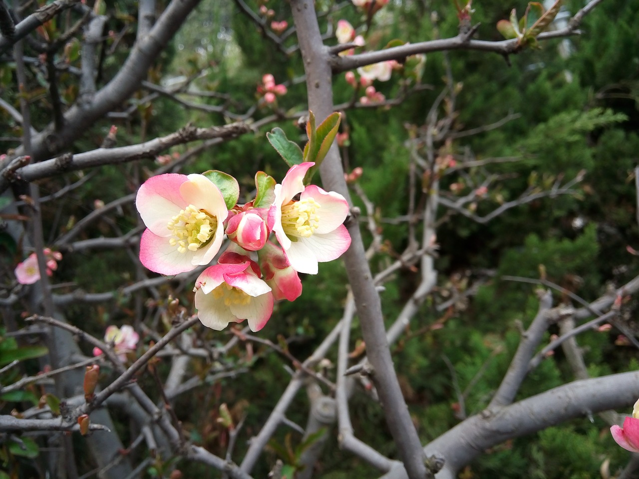 peach blossom beautiful views free photo