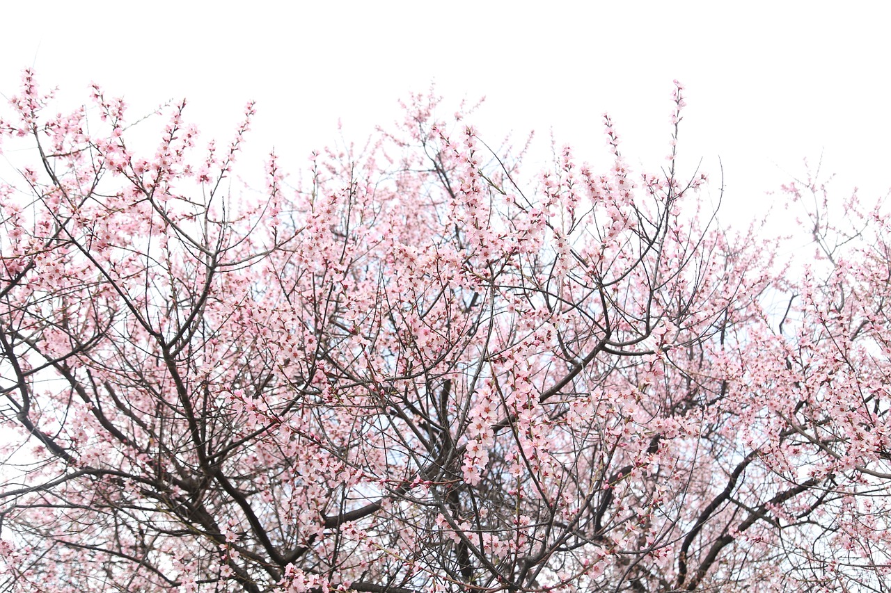 peach blossom nyingchi sky free photo