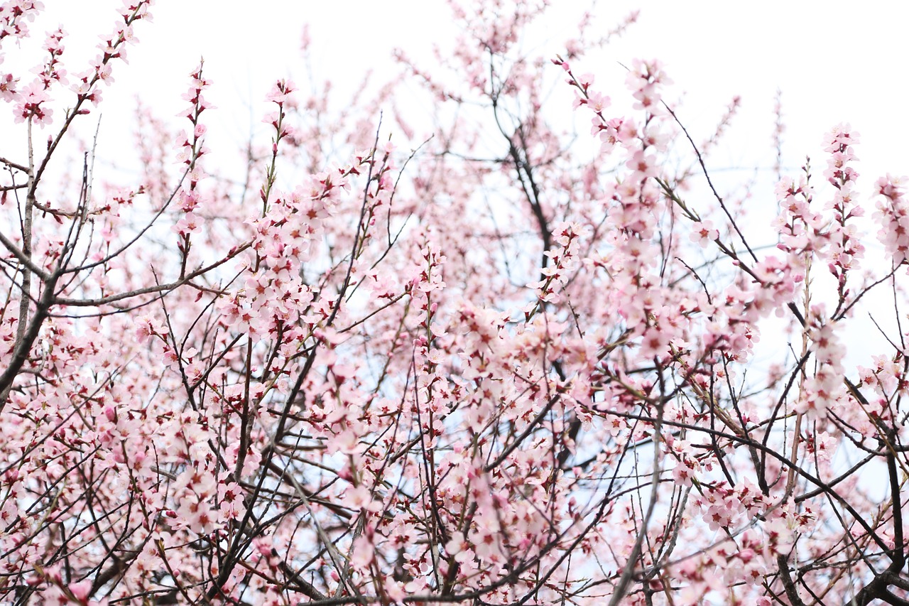 peach blossom nyingchi sky free photo