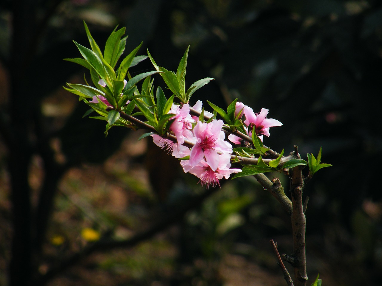 peach blossom chinese new year the scenery free photo