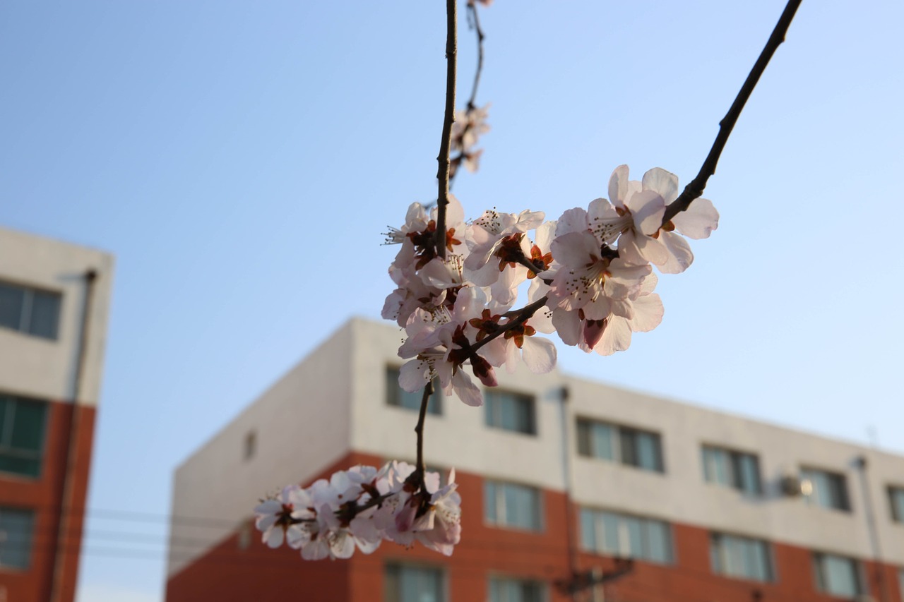 peach blossom street view artistic conception free photo