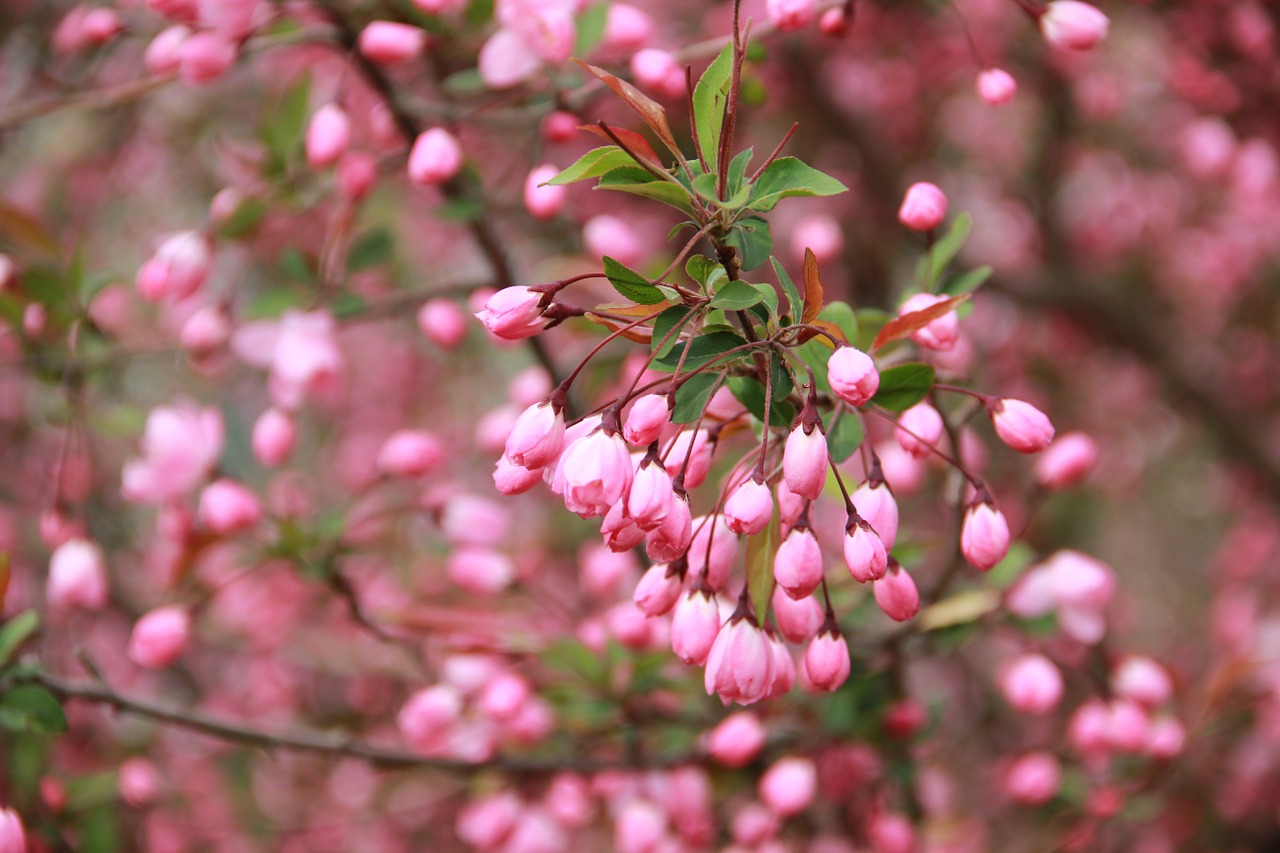 peach blossom woods ching ming free photo