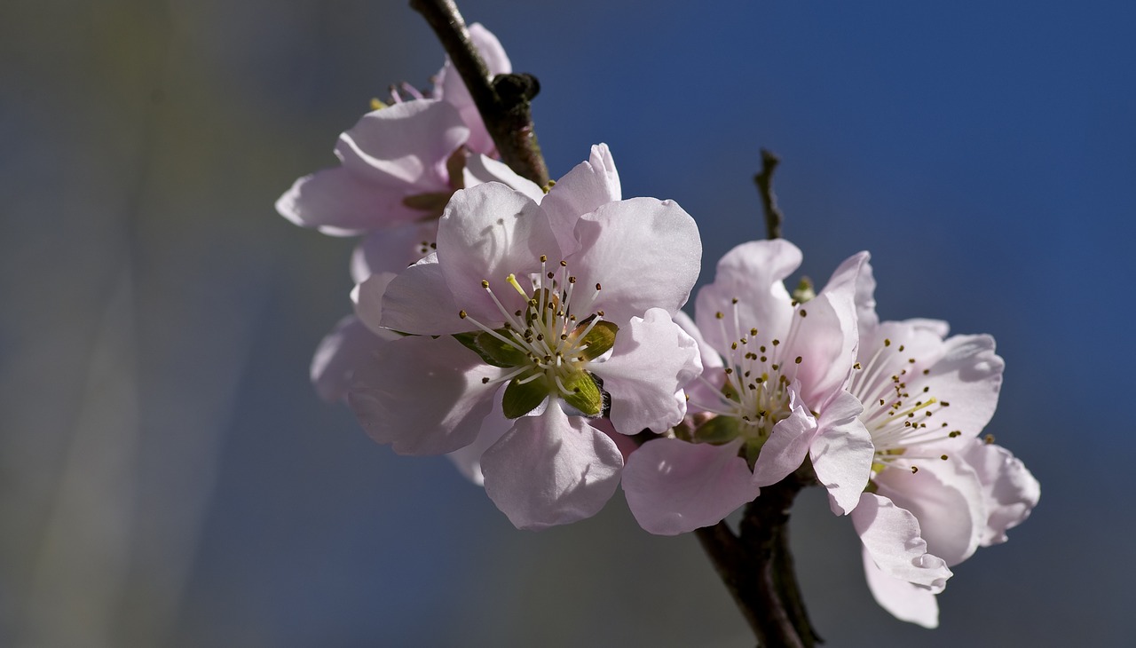 peach blossom soft pink spring free photo