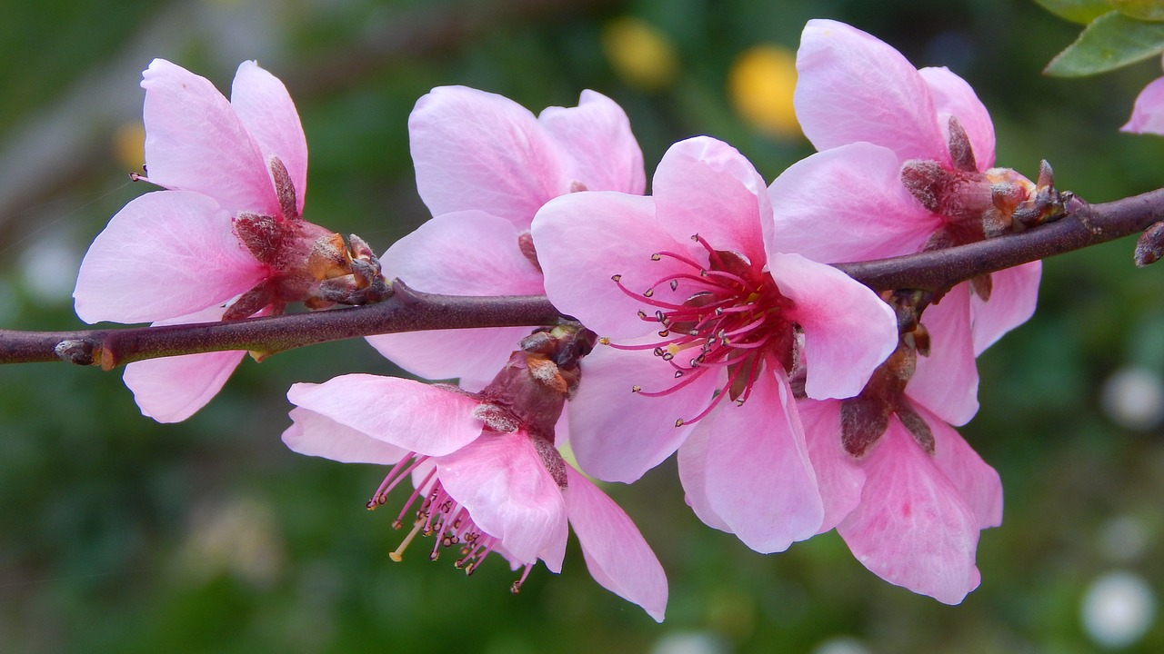 peach blossom flowery branch spring free photo