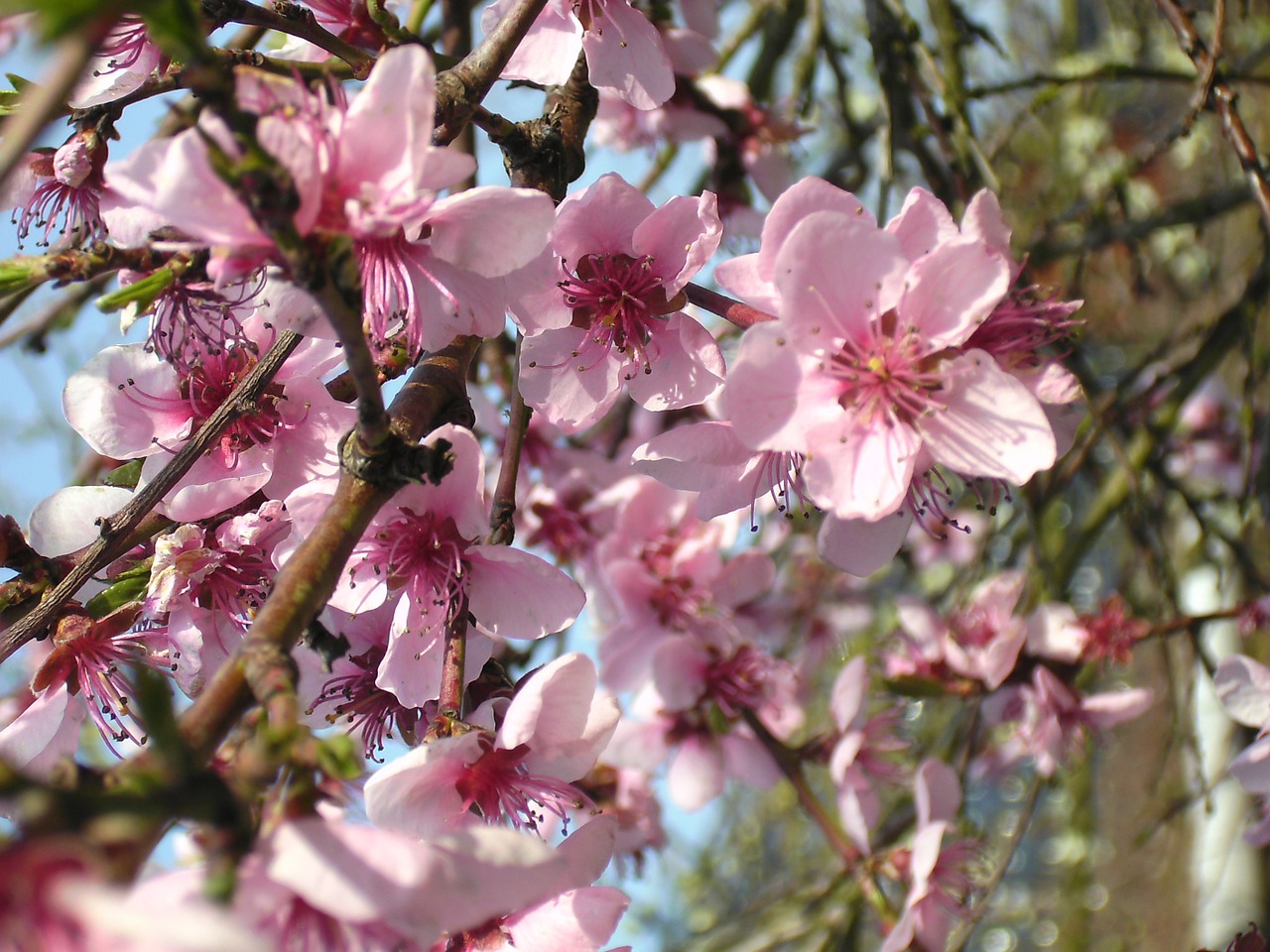 peach blossom blossom flowers free photo