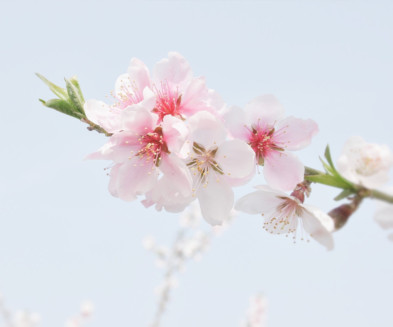 peach blossom the scenery flowers free photo