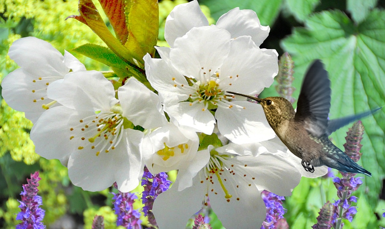 peach blossom plant nature free photo