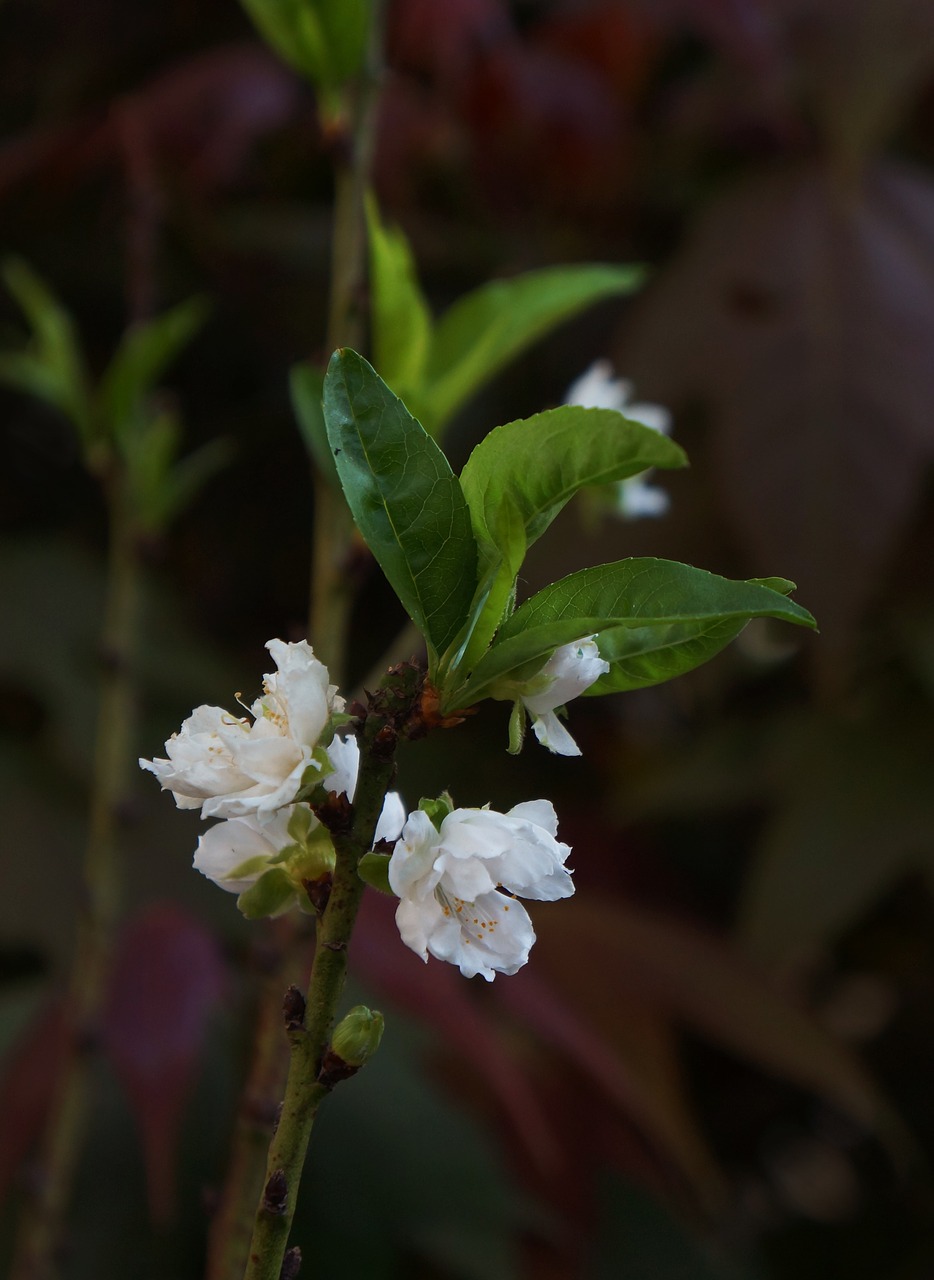 peach blossom white spring flowers vietnam free photo