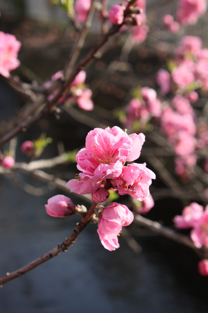 peach blossoms  waterside free pictures free photo