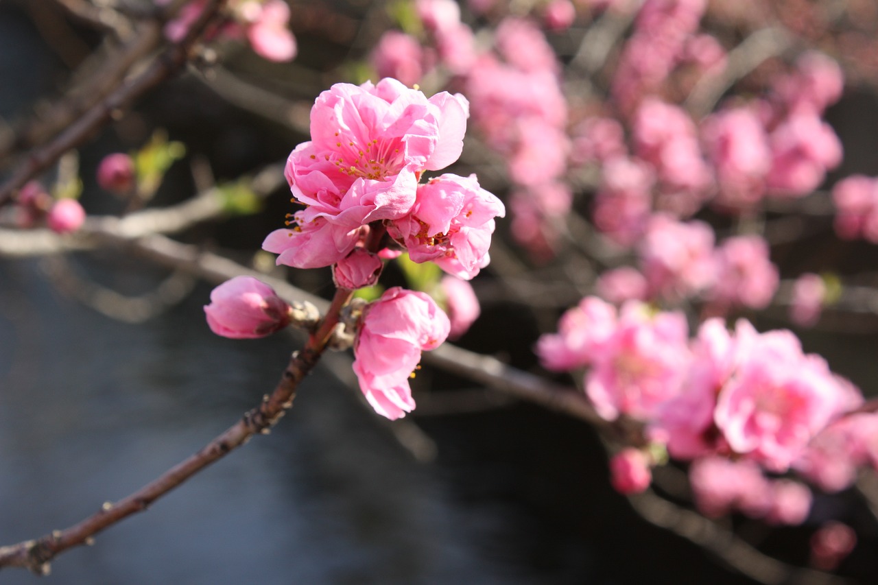 peach blossoms  waterfront 花桃 free pictures free photo