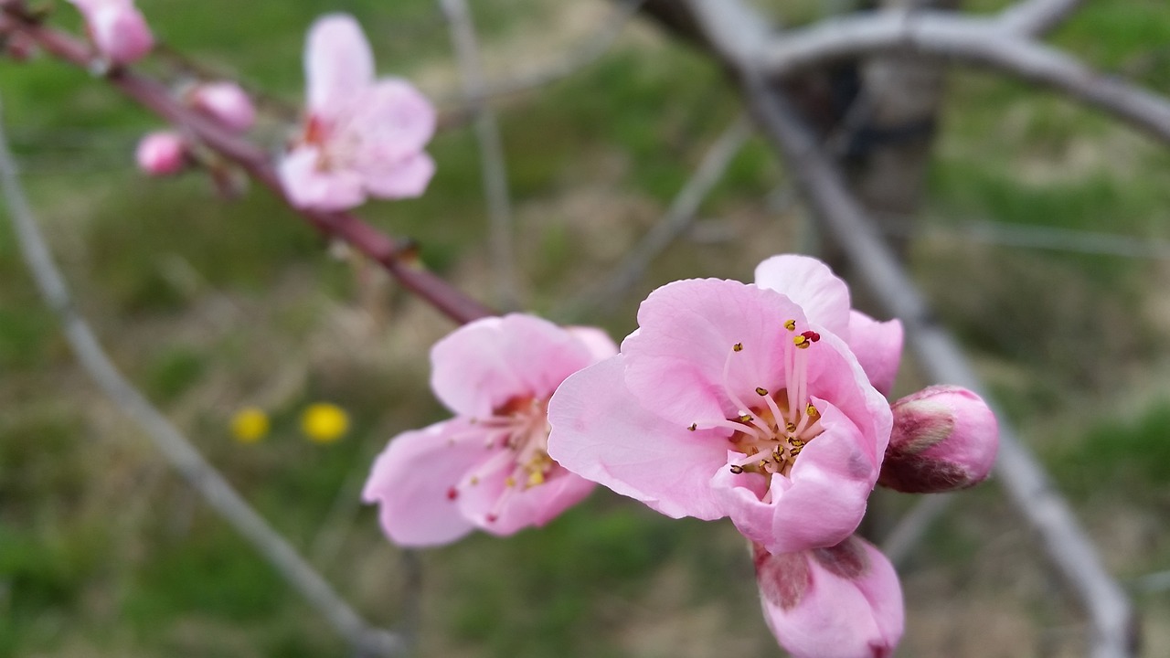 peach flower  blossom  bloom free photo