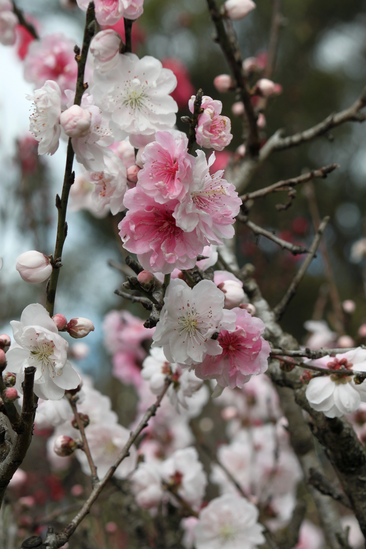 peach flower blossom free photo