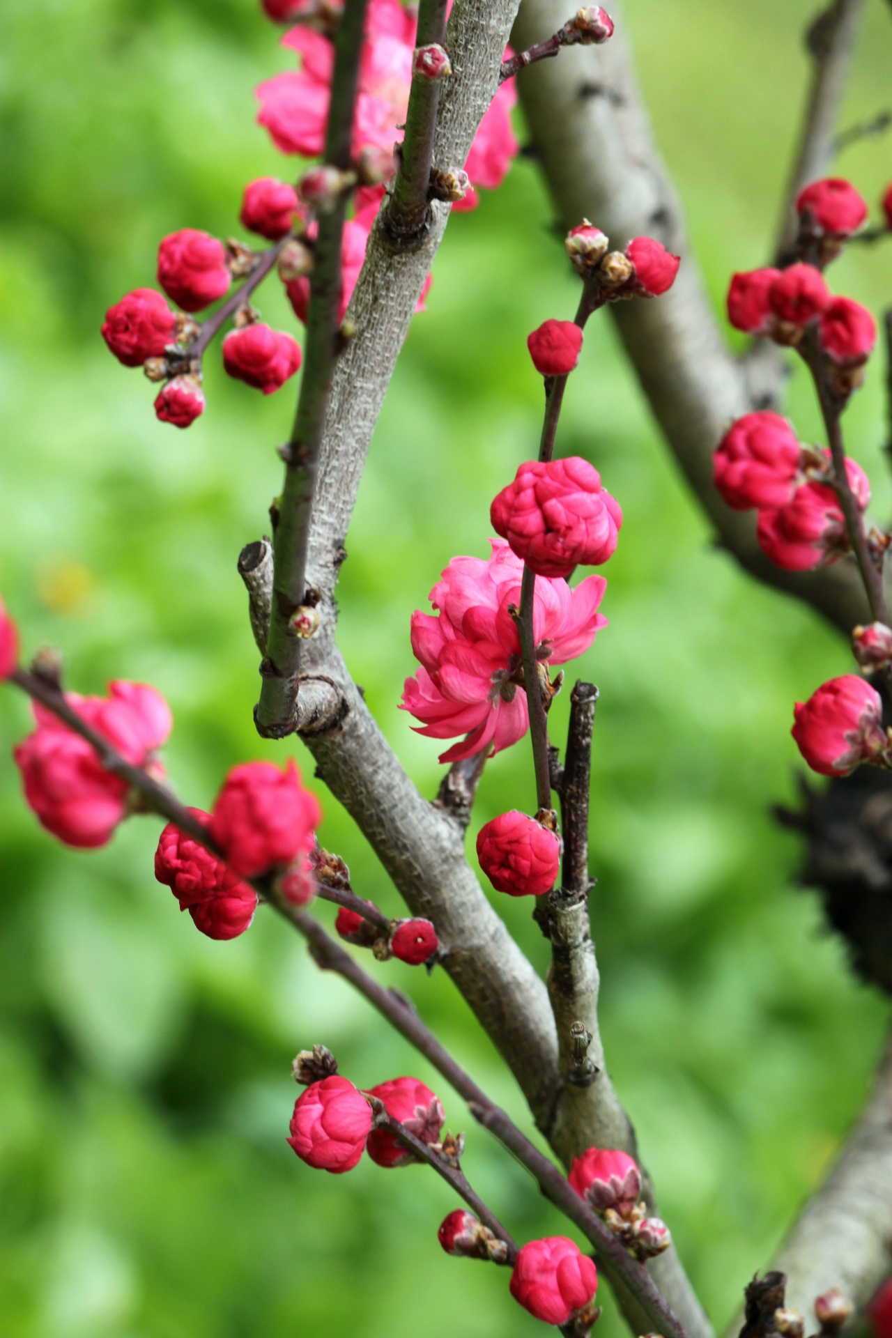 peach flower blossom free photo