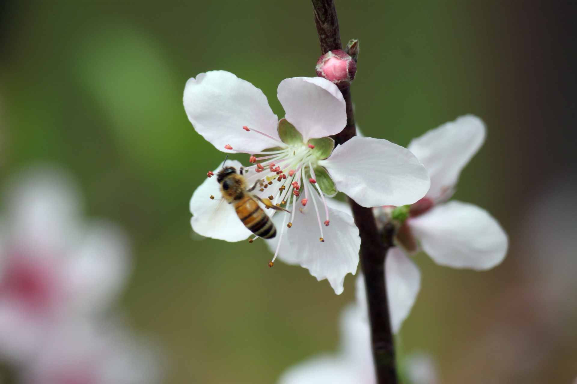 peach flower blossom free photo