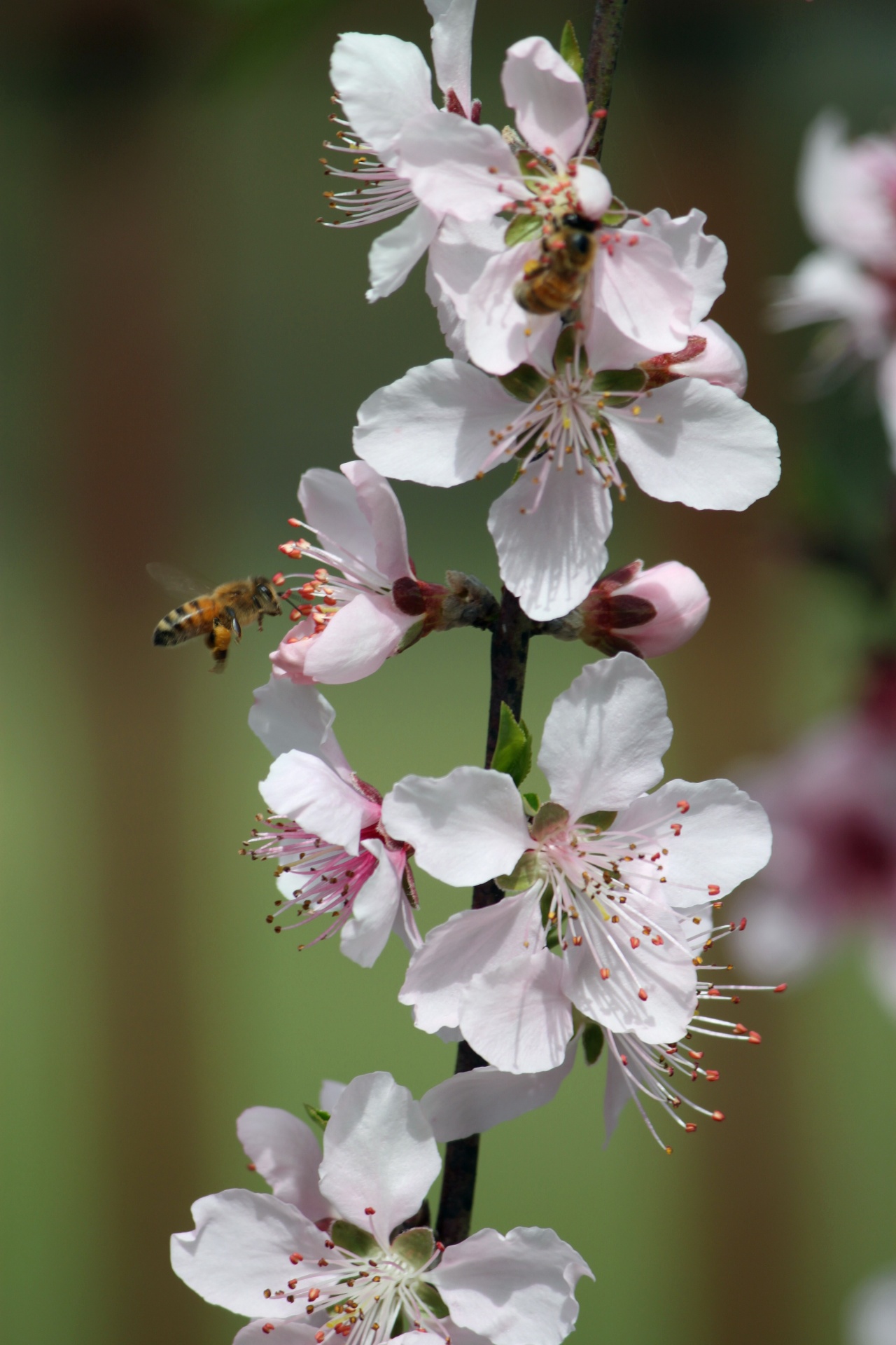 peach flower blossom free photo