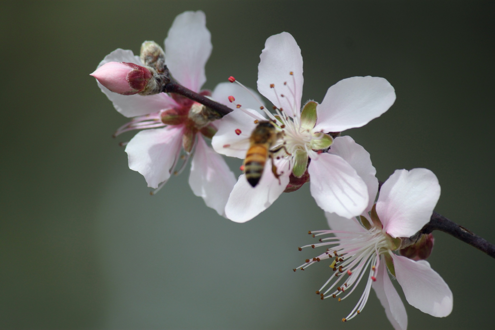 peach flower blossom free photo