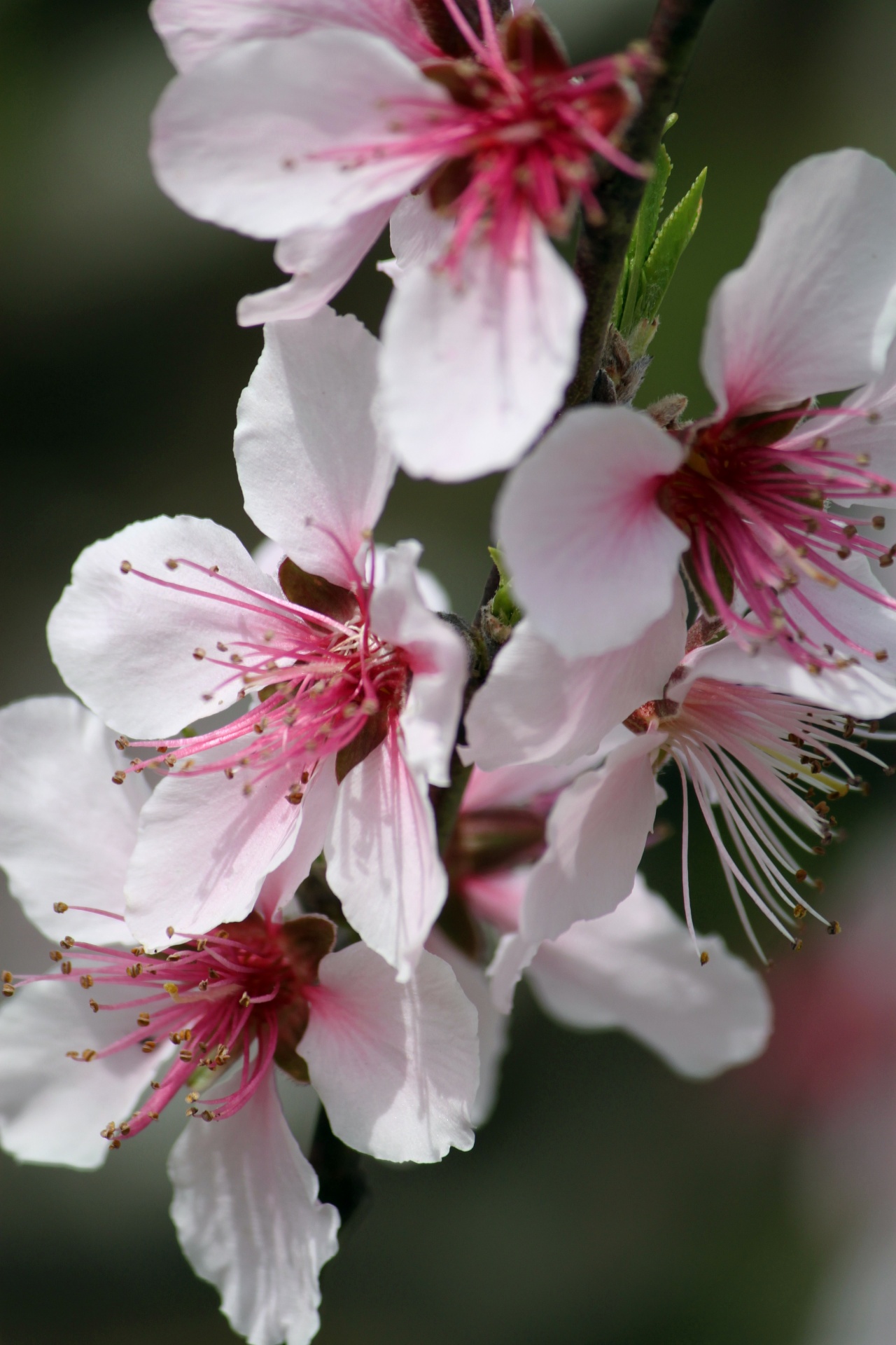 peach flower blossom free photo