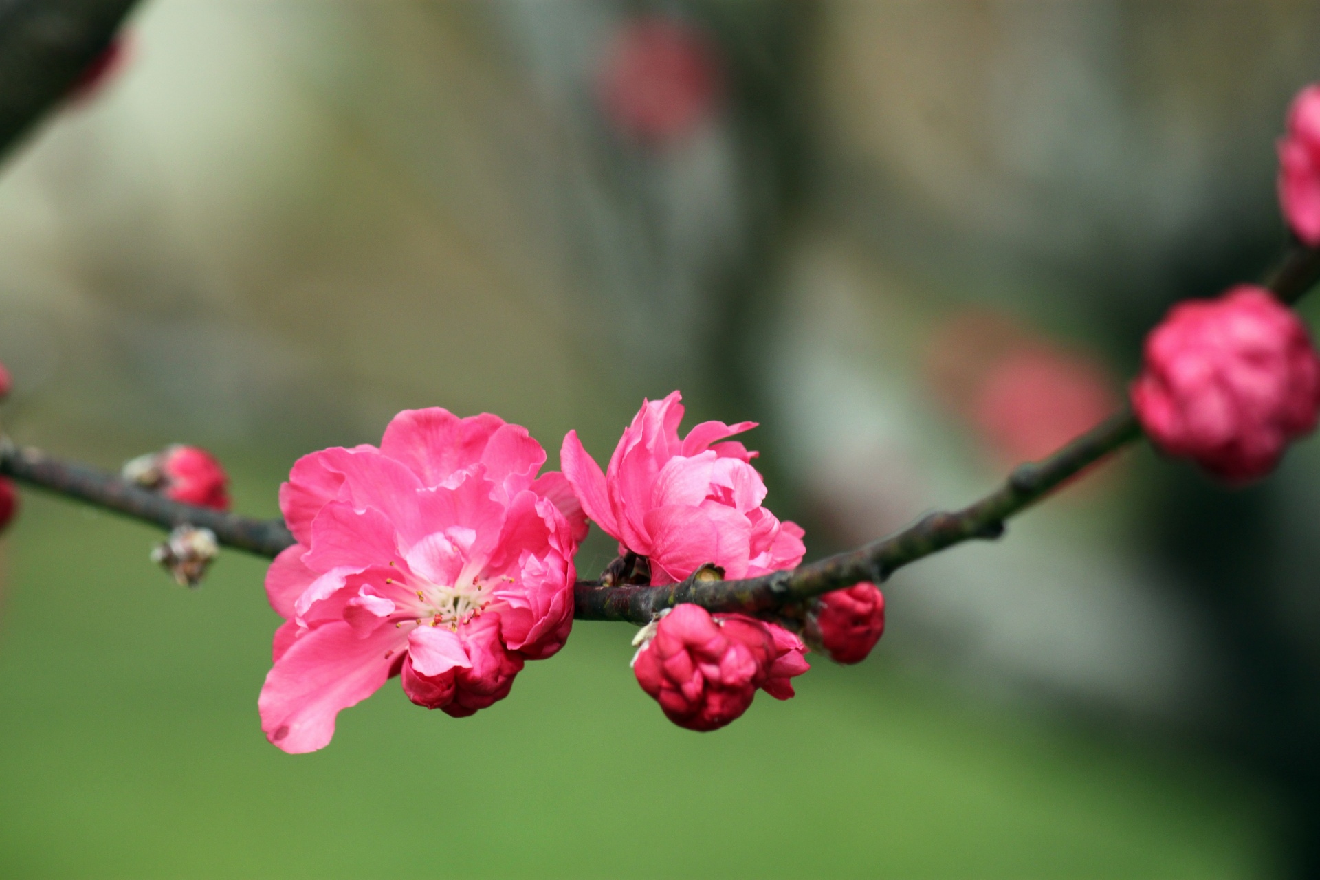 peach flower blossom free photo