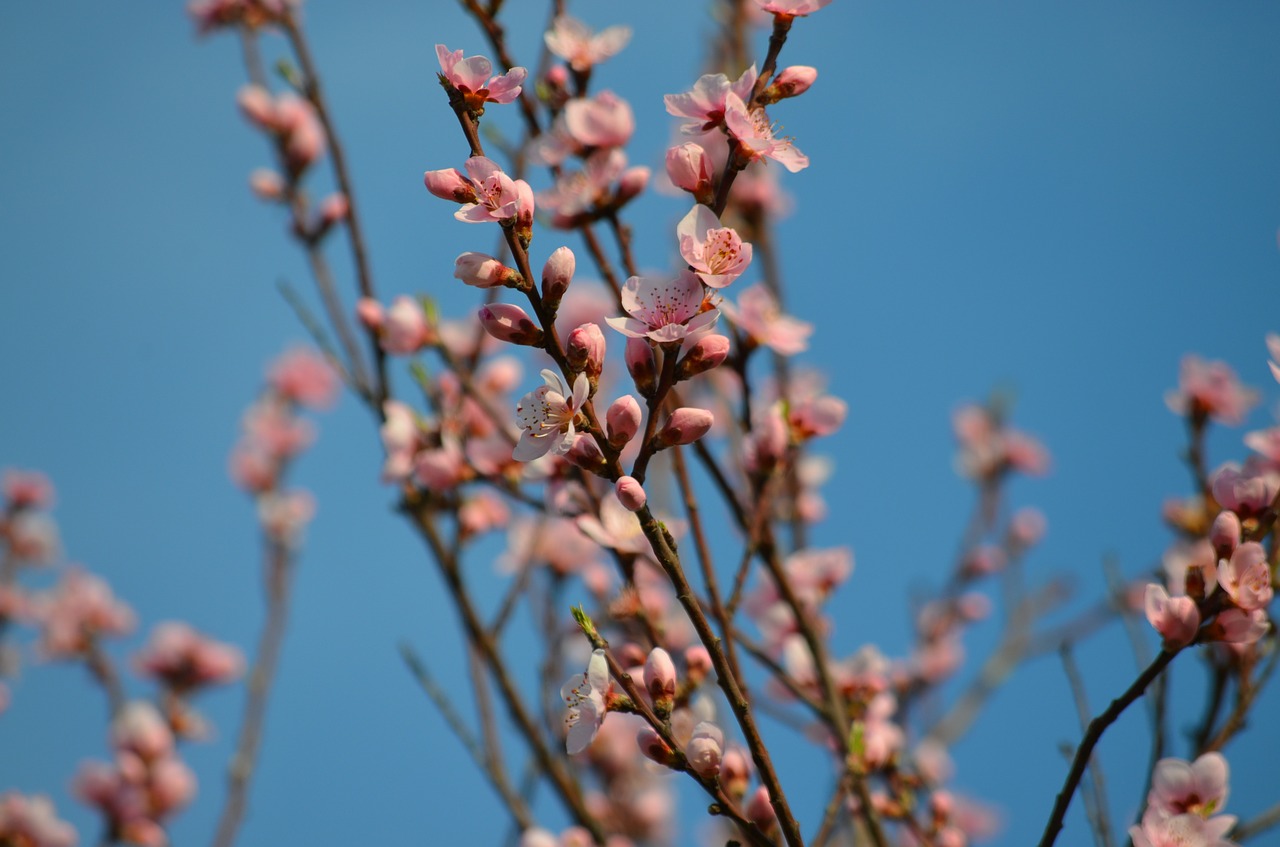 peach flowers spring pink free photo