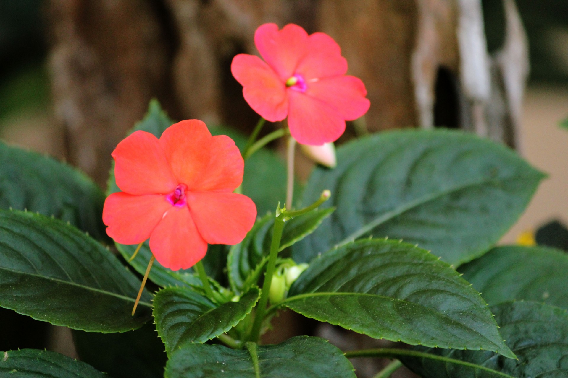 peach flowers flowers leaves free photo