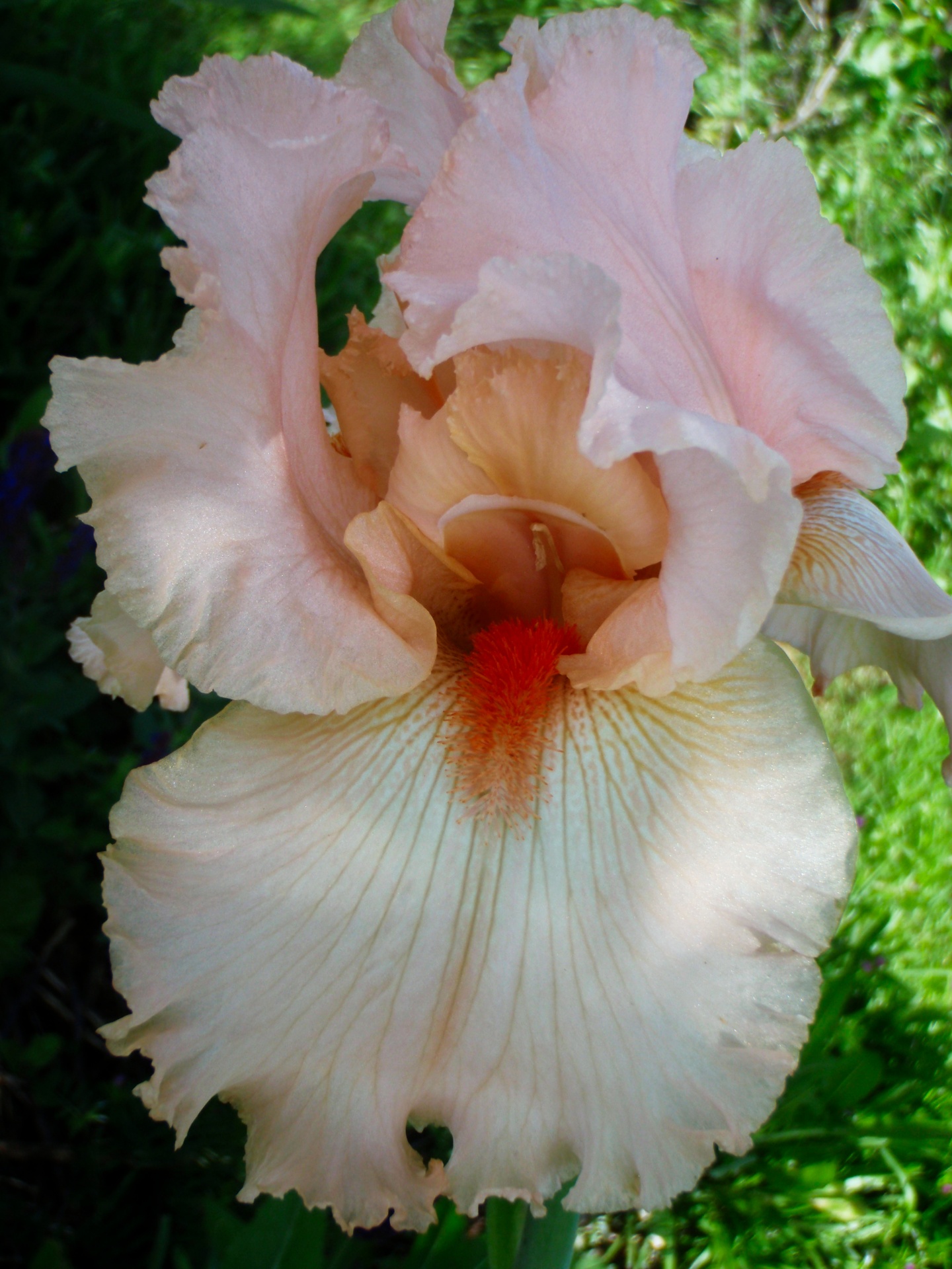 peach iris flower garden free photo
