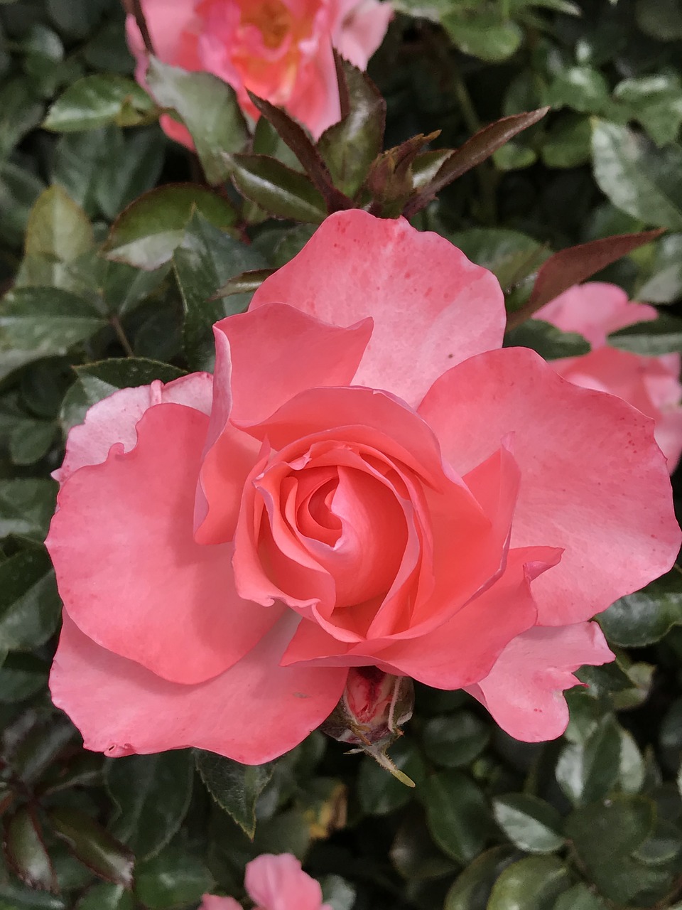 peach pink rose  balboa park  san diego free photo