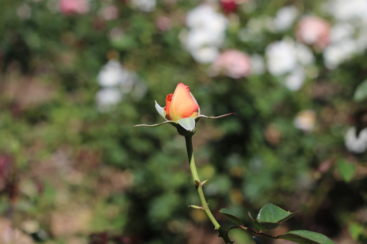 peach rose flower garden free photo