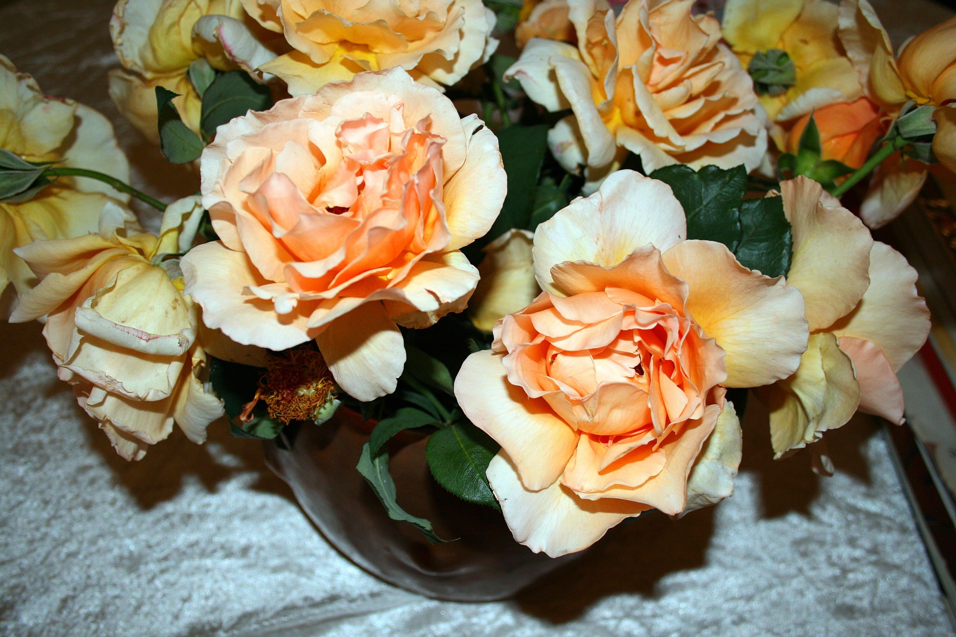 flowers roses peach free photo