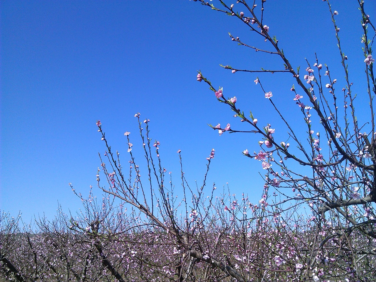 peach tree tree flowers free photo