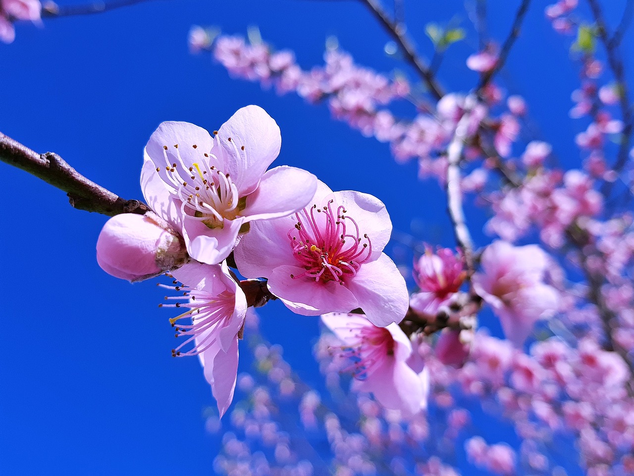 peache flowers flowers nature free photo