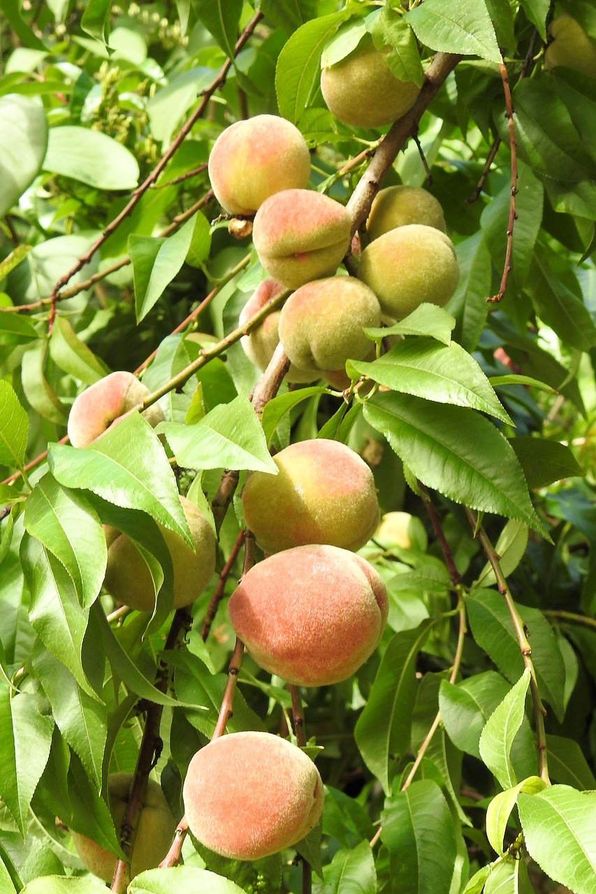 peaches peach tree fruit free photo