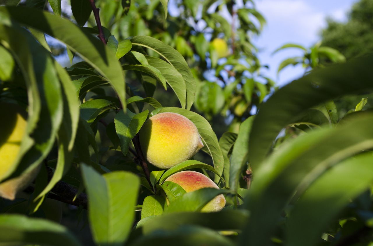 peaches peach tree summer free photo