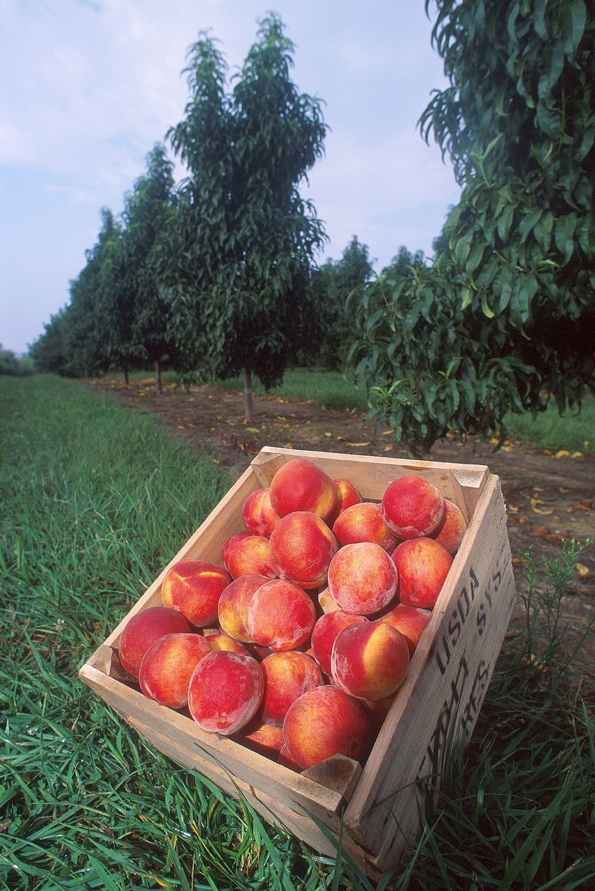 peaches fresh fruit free photo