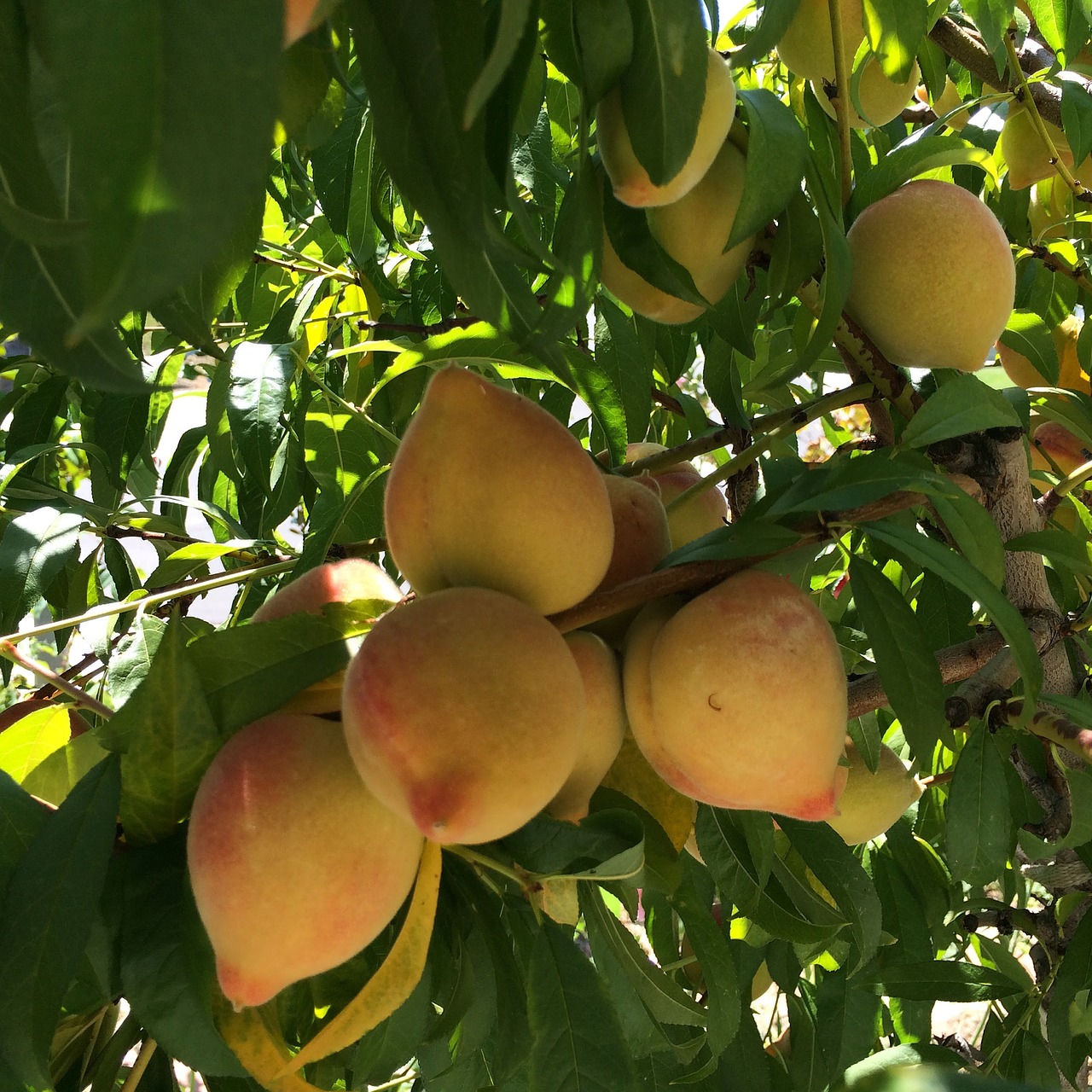 peaches peach tree fruit tree free photo