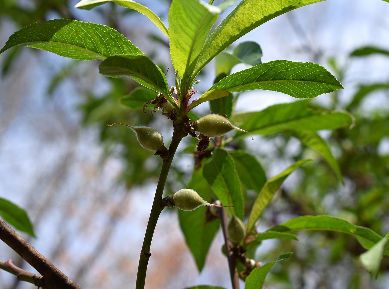 peaches peach tree unripe free photo