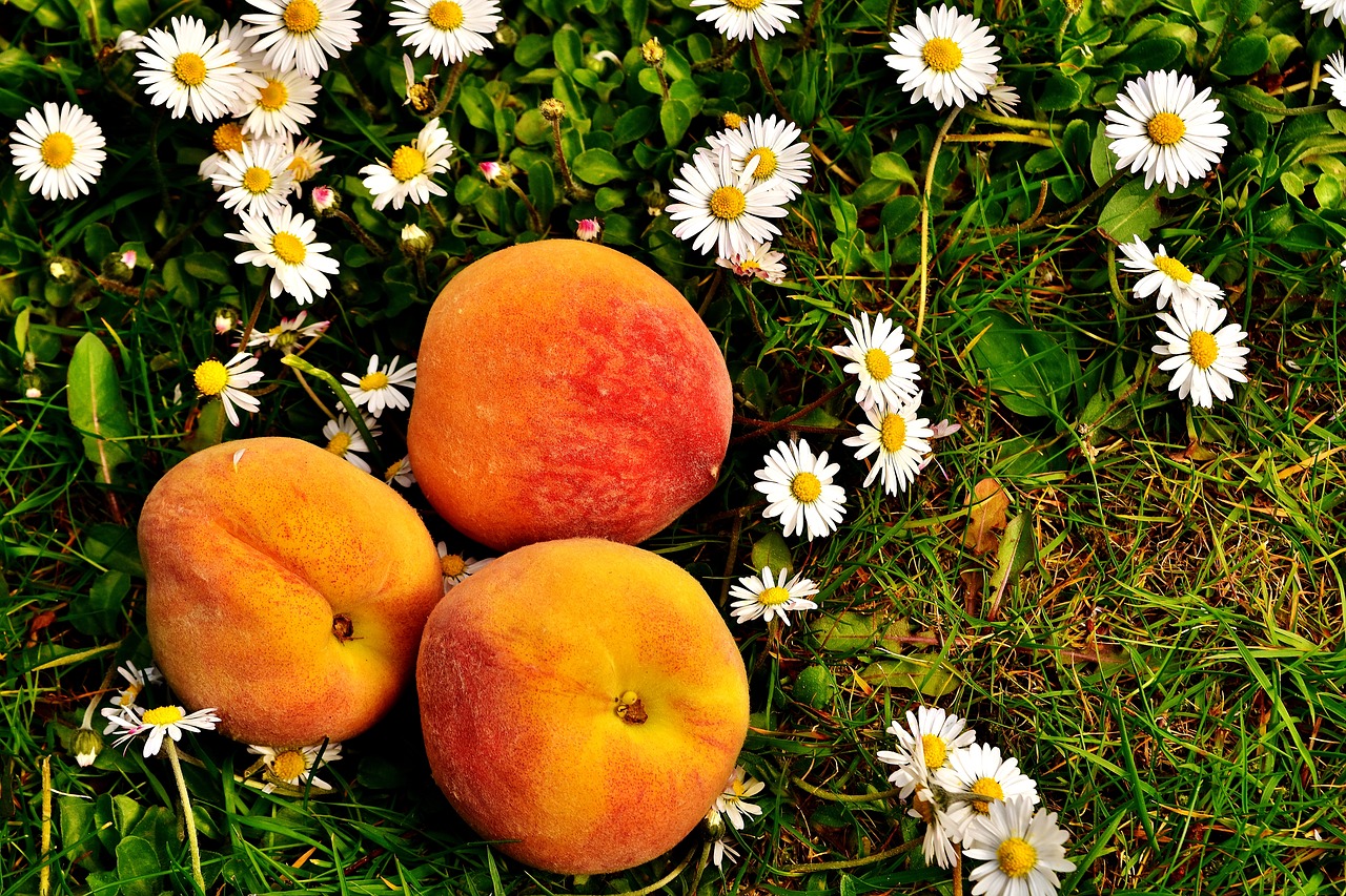 peaches fruit sweet free photo