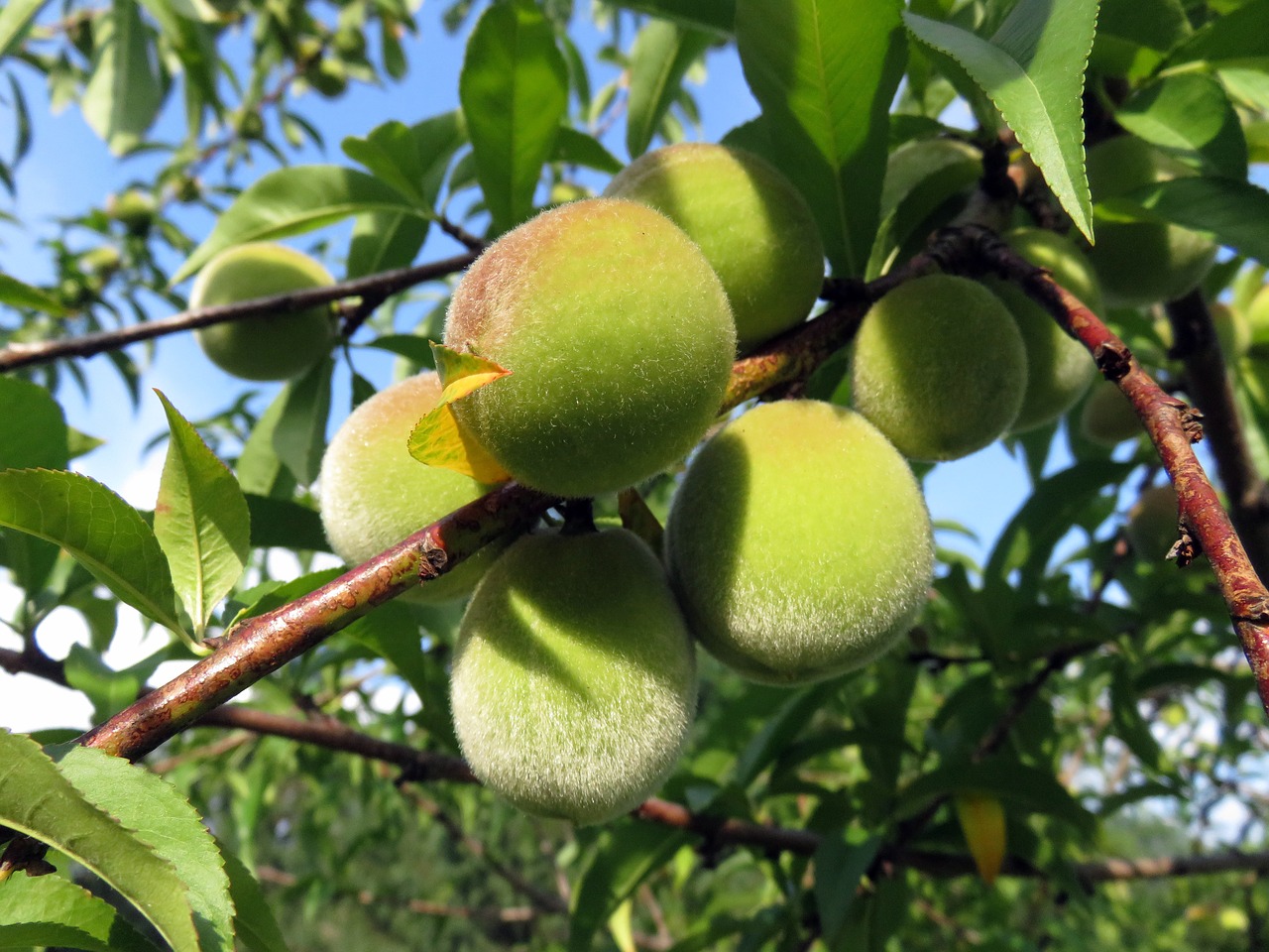 peaches  fruit  fuzzy free photo