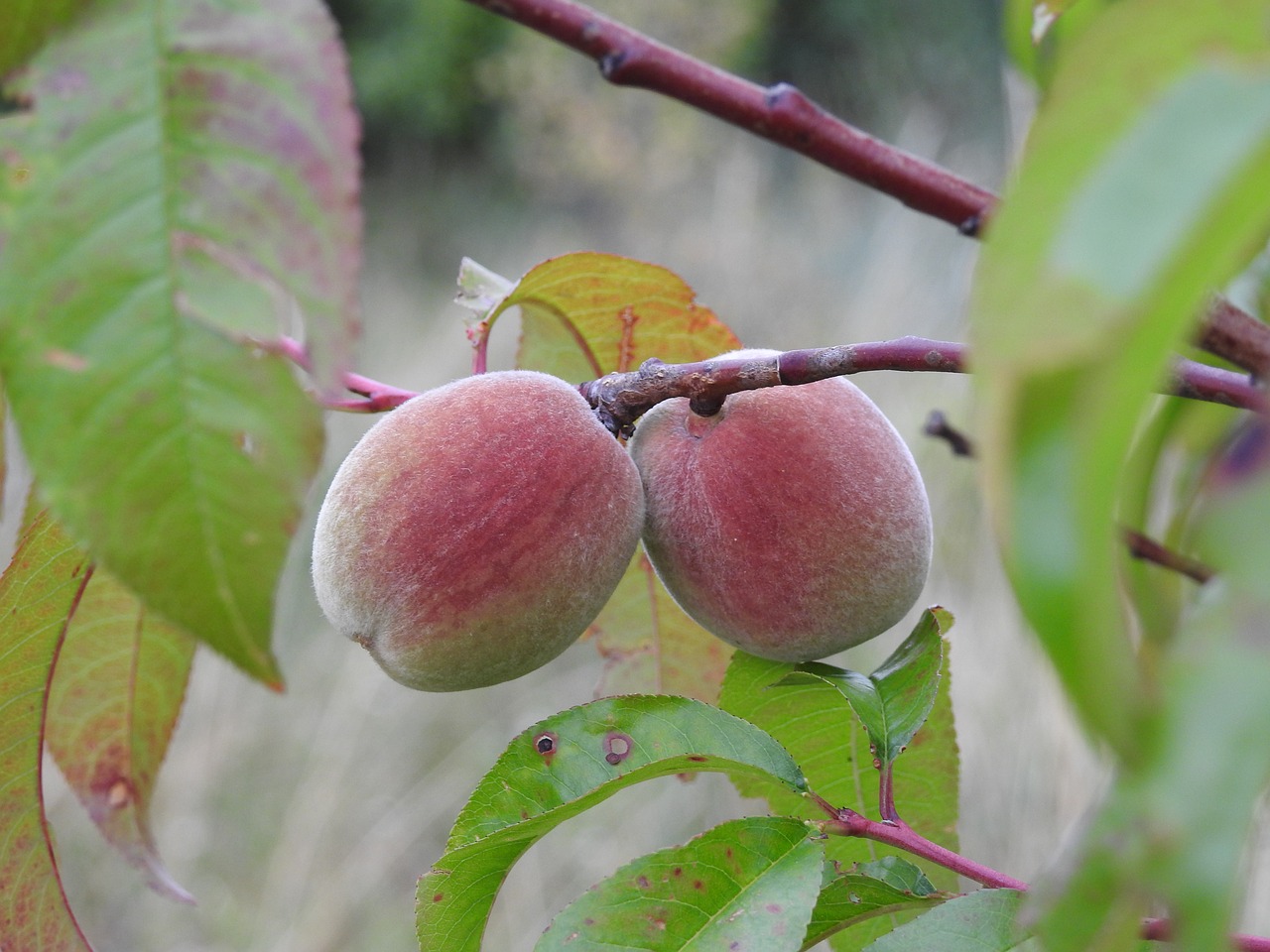 peaches  branch  summer fruit free photo