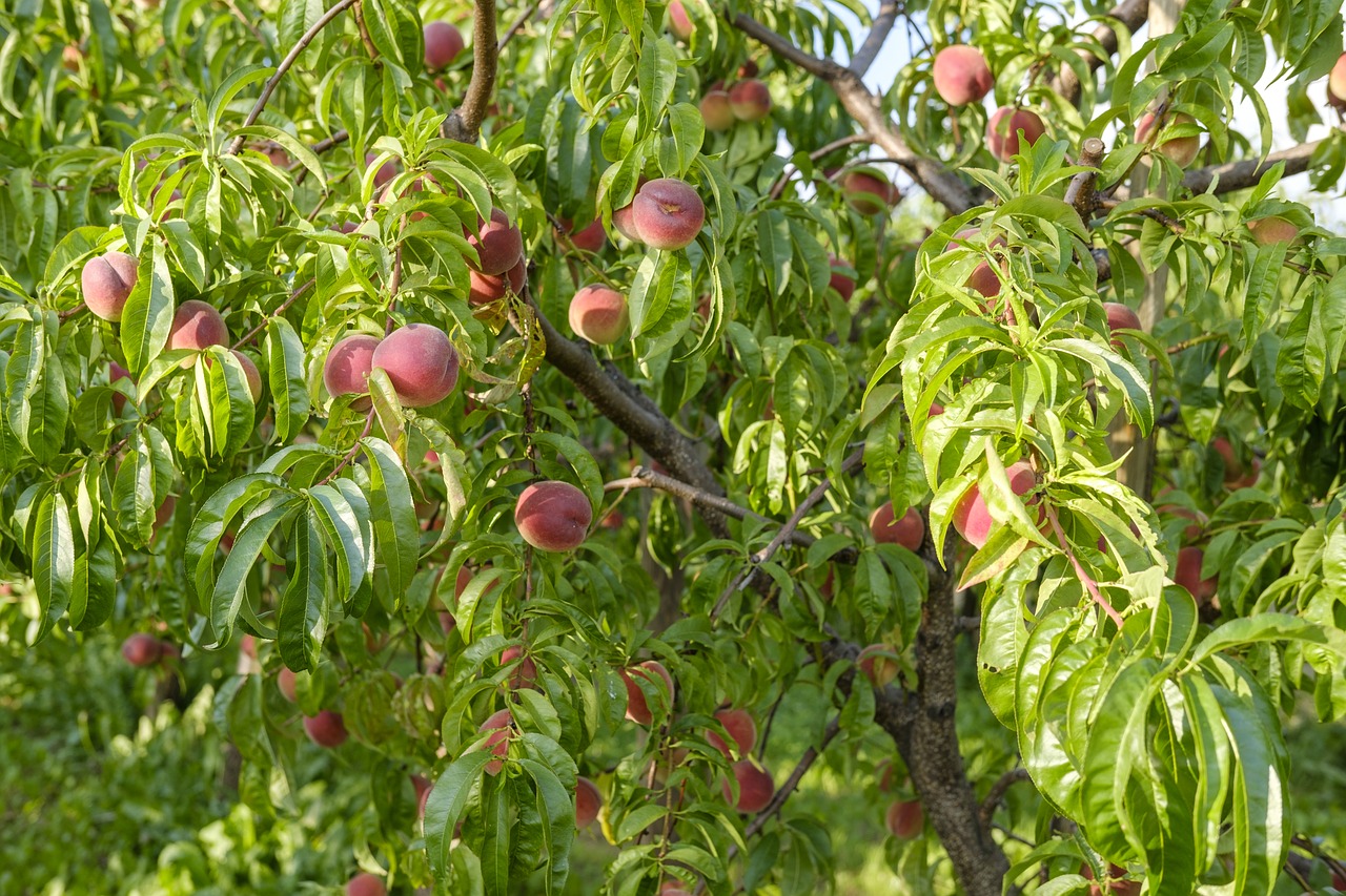 peaches  fruit  stone fruit free photo