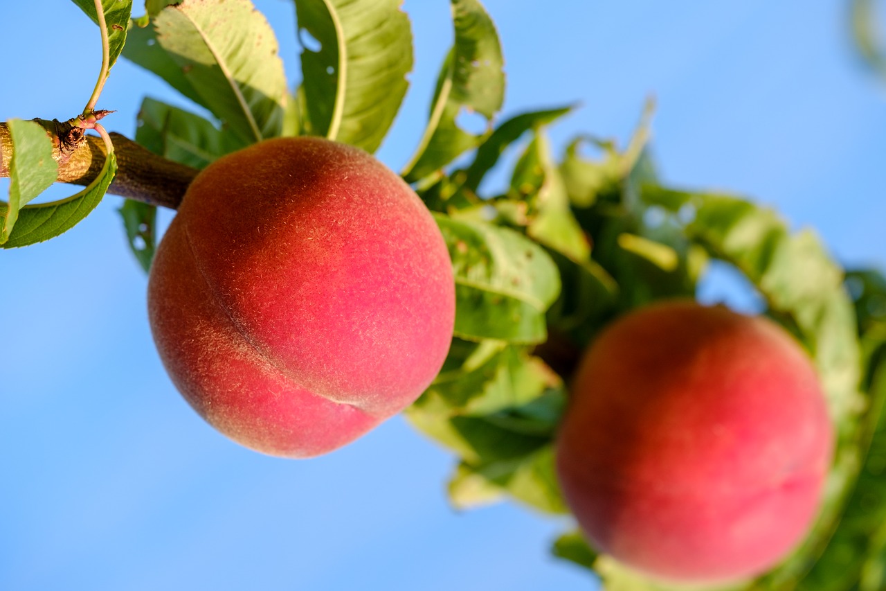 peaches  fruit  stone fruit free photo