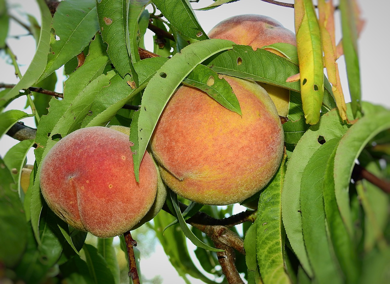 peaches  fruit  food free photo