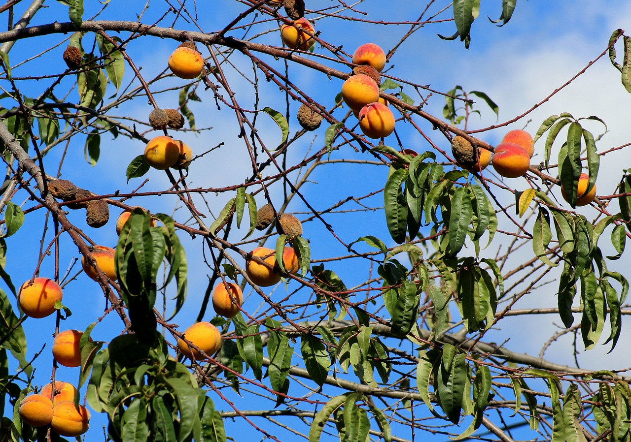 peaches  apricots  fruit tree free photo