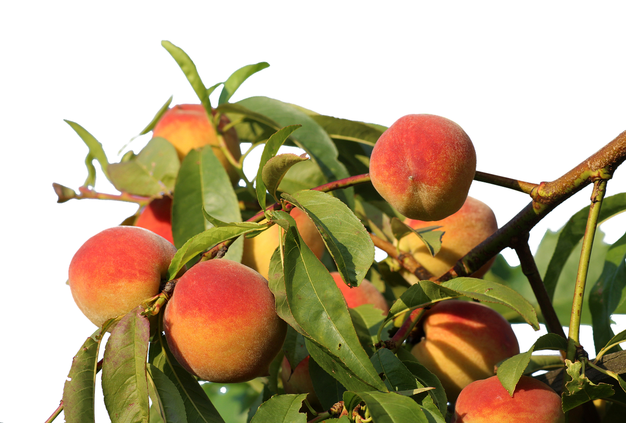 peaches  isolated  fruit free photo