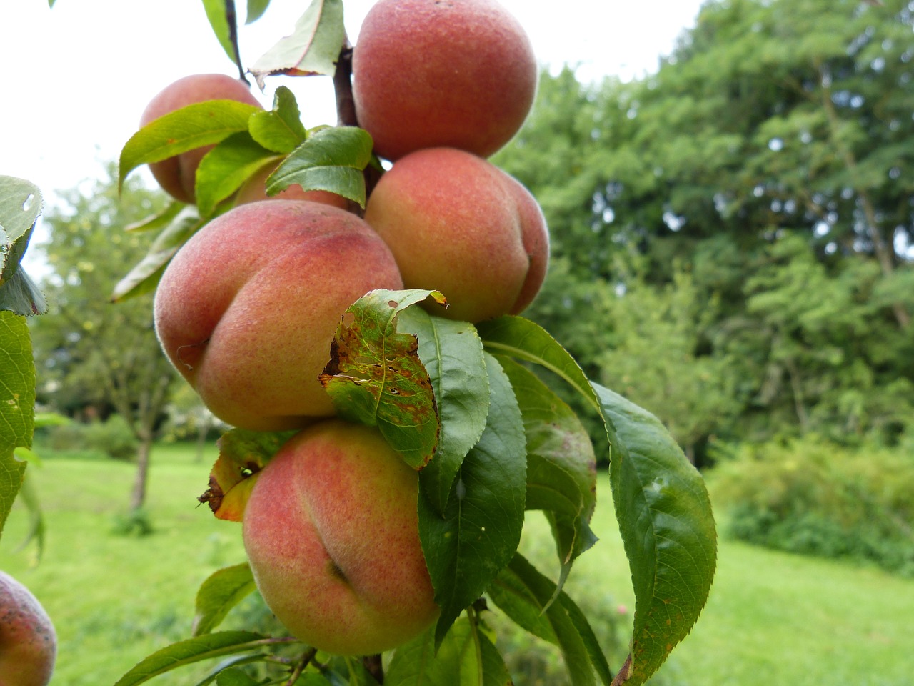 peaches tree fruits free photo