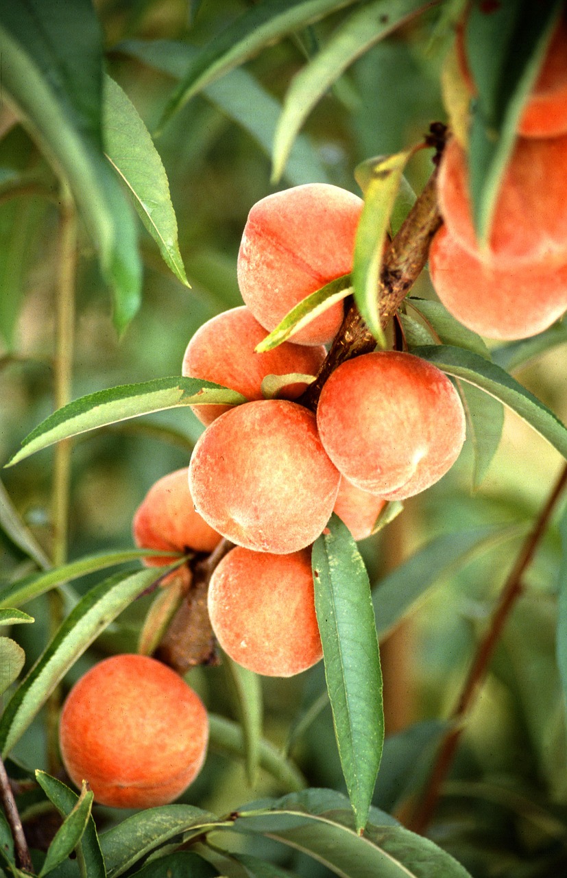 peaches tree fruit free photo