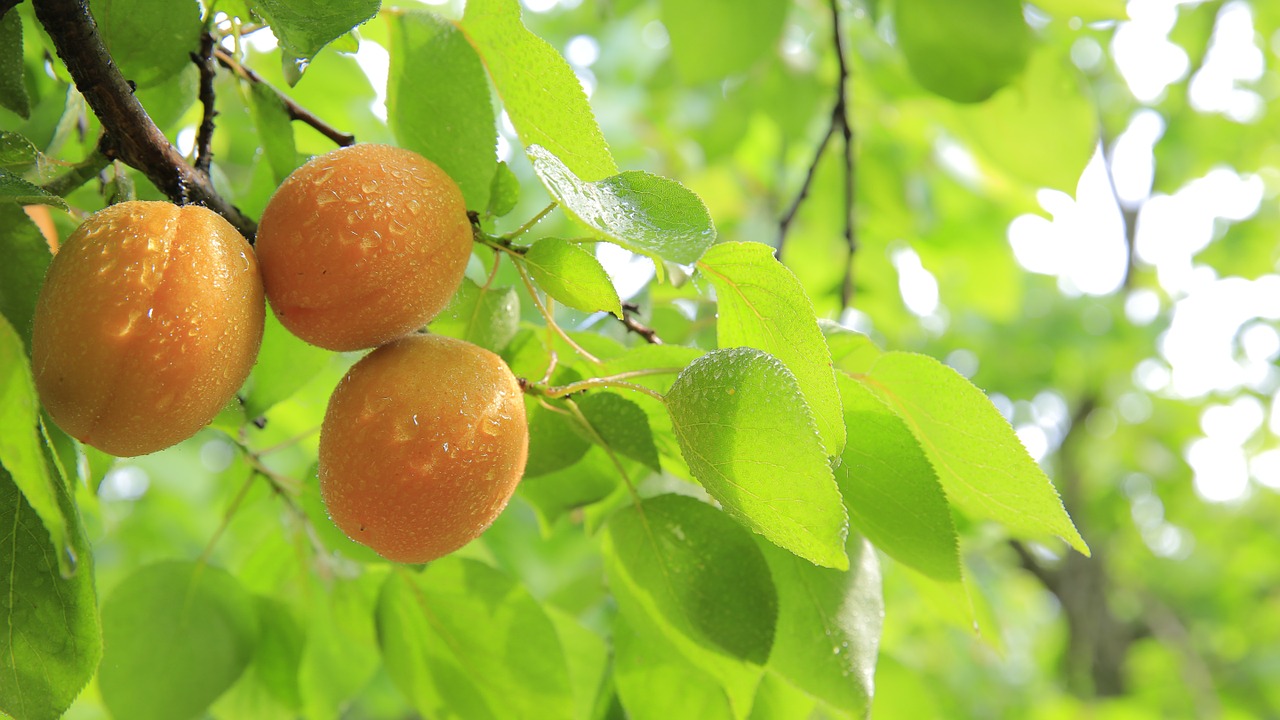 peaches peach fruit free photo