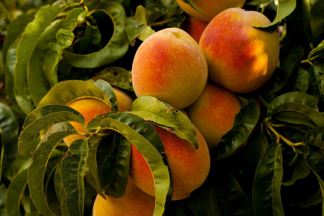 peaches fruit grow free photo