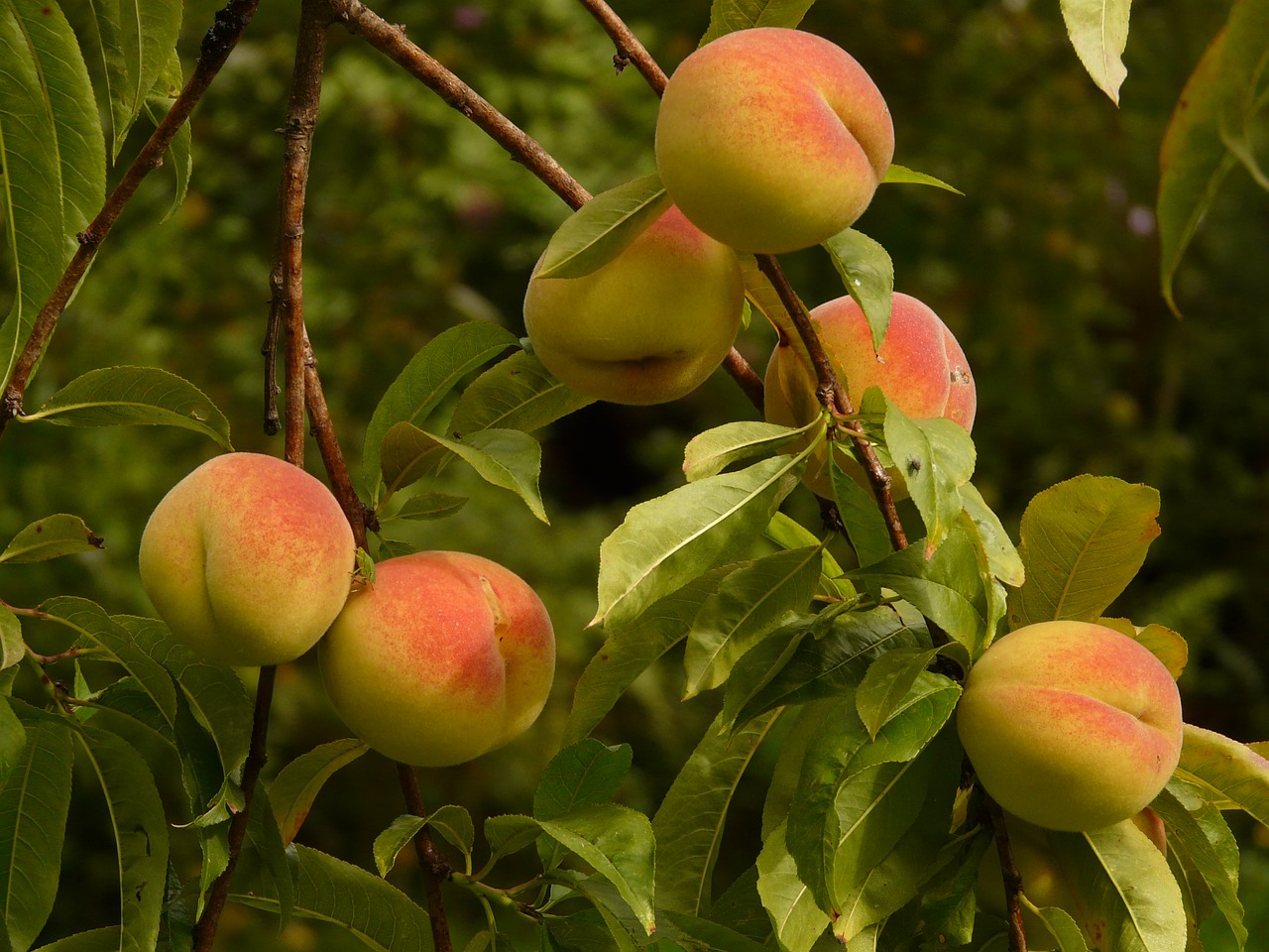 peaches peach tree malum persicum free photo