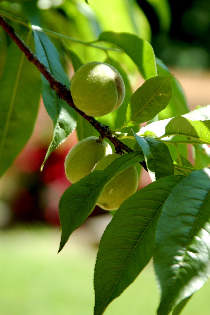 peaches tree fruit free photo